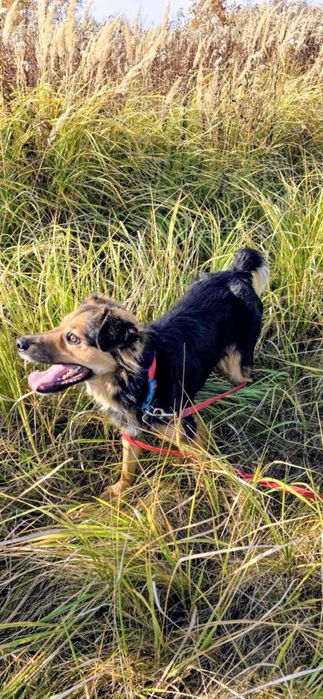 Kto pokocha taką wesołą mordkę?