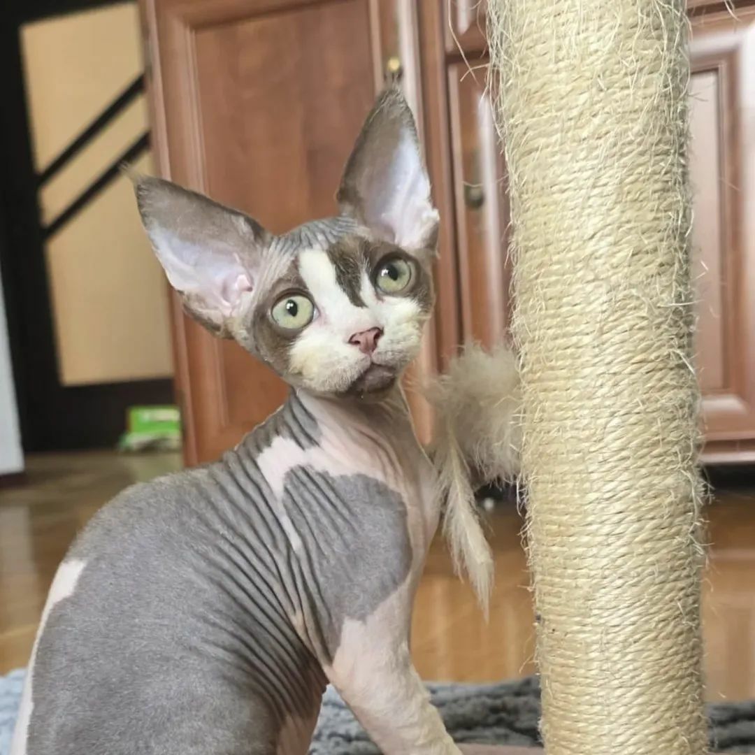 Kocurek Devon Rex