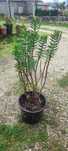 Planta suculenta