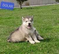 Alaskan Malamute Szczeniak DOLAR