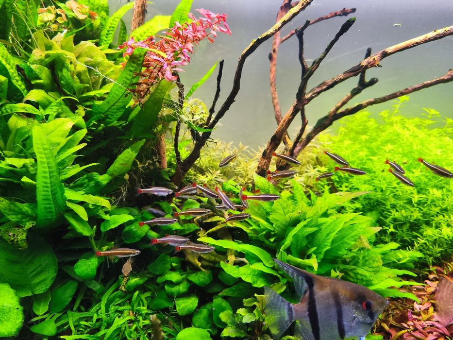 Cardumes de néons chineses e guppys