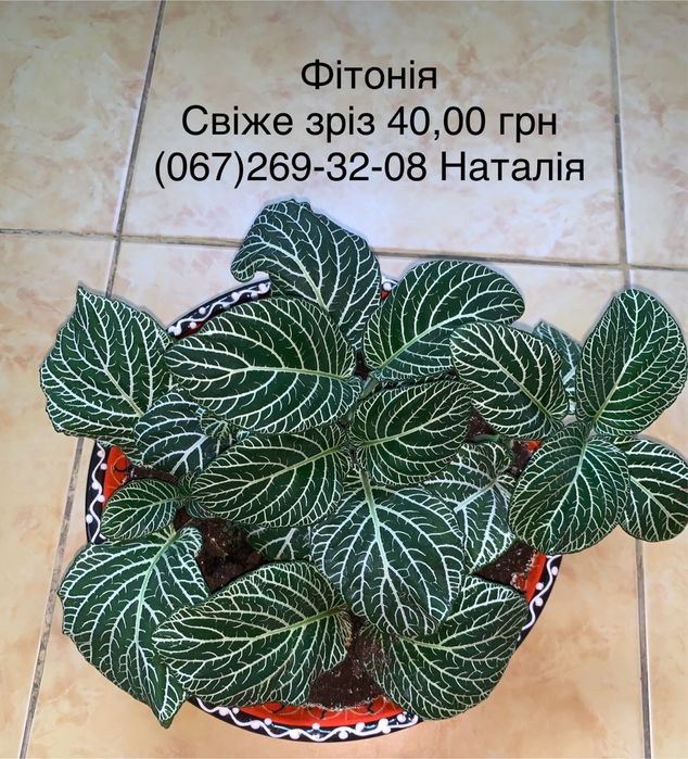 Фіттонія види Фіттонія