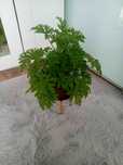 Anginka Geranium cytrynka polecam