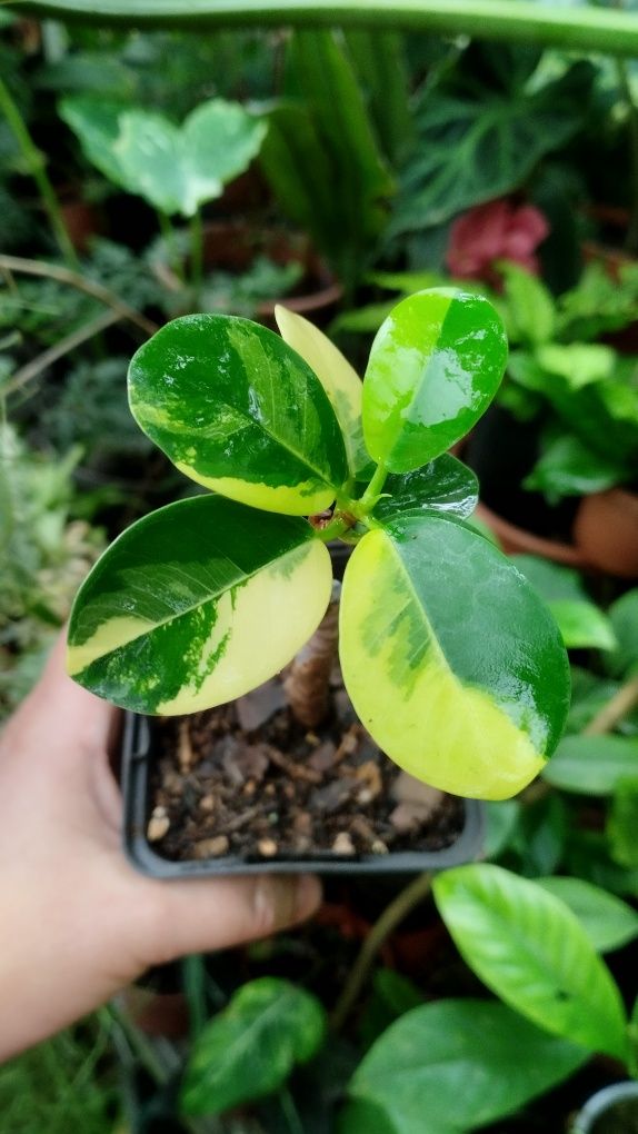 Фікус ficus formosa variegata