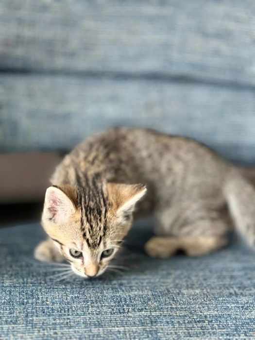 Котята Бесплатно