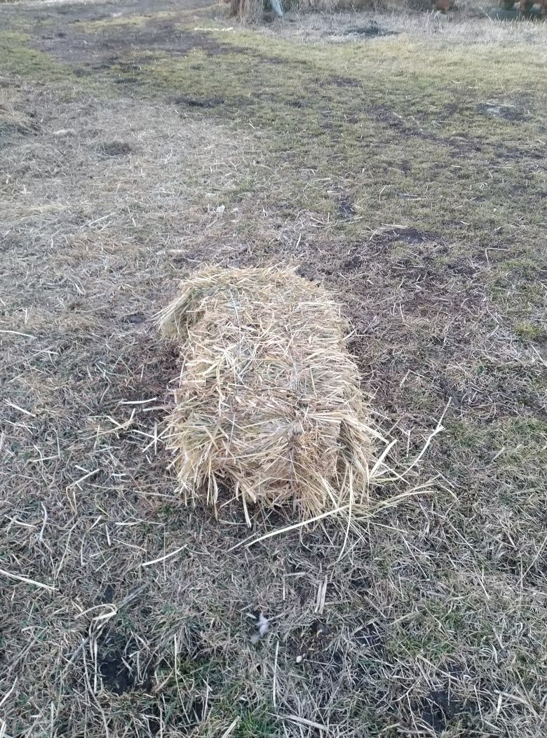 Продам сіно тюки,