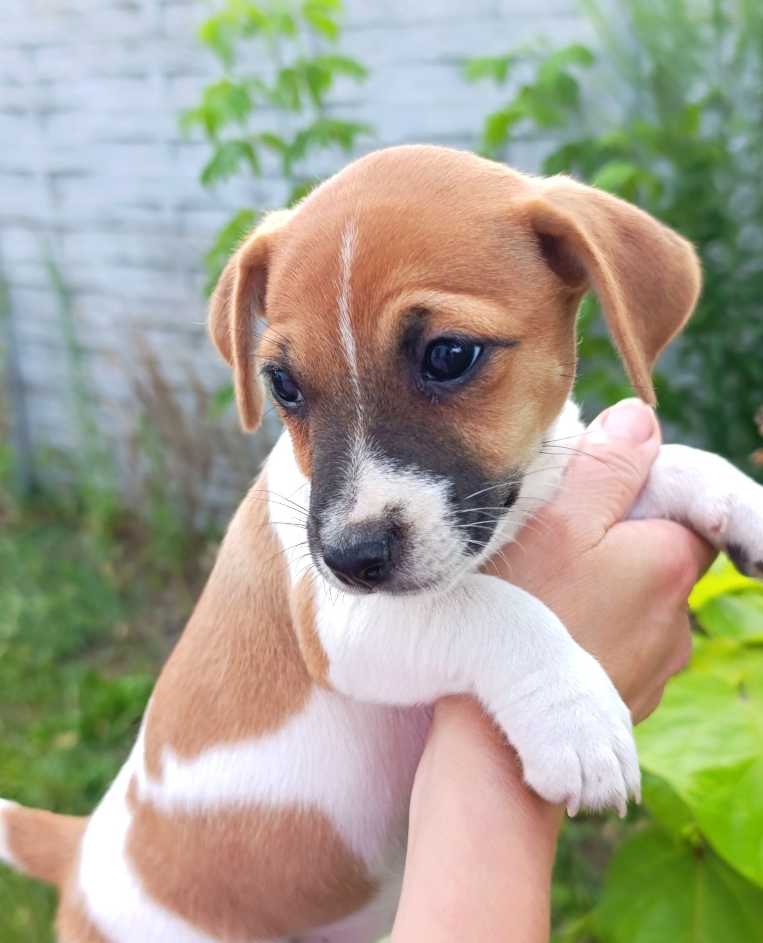 Jack Russell Terrier gładkowłosy ZKwP FCI