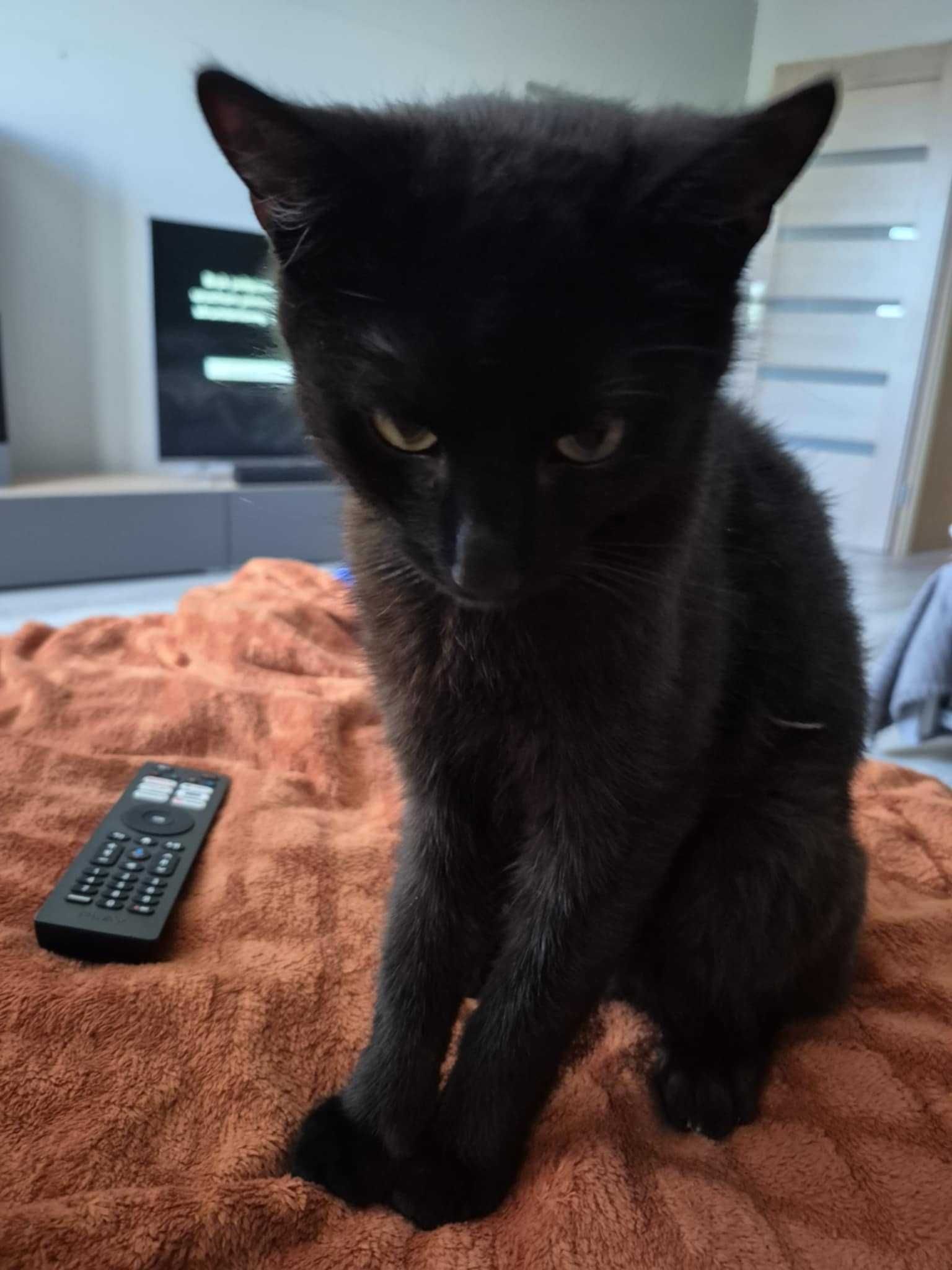 Kotek do adopcji, kocurek czarny