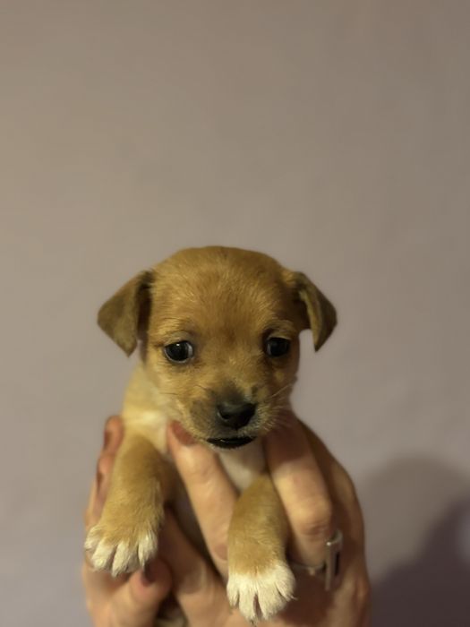 oddam szczeniaczki w dobre ręce!