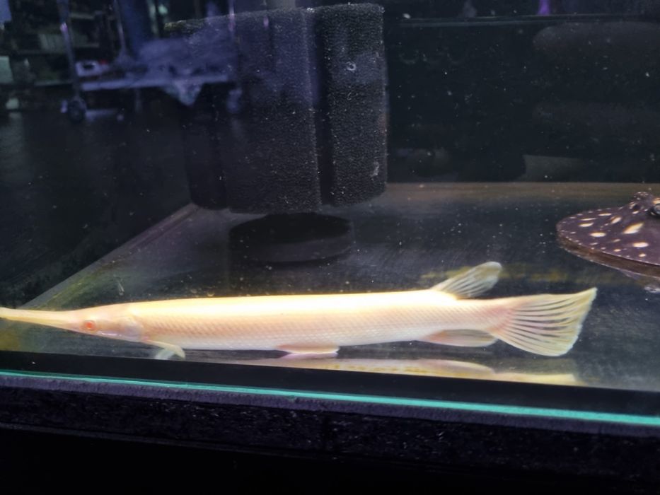 Niszczuka florydzka albino