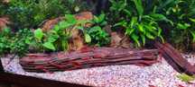 Krewetki Neocaridina Sakura Red