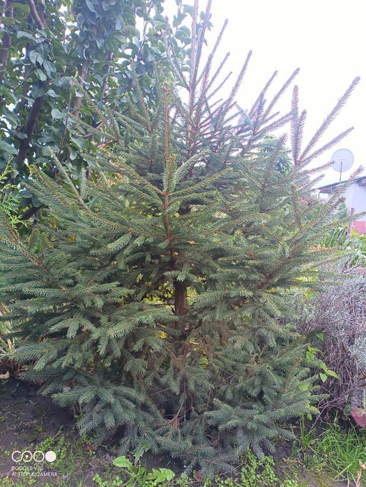 Ялинка зелена ріст 1.6м