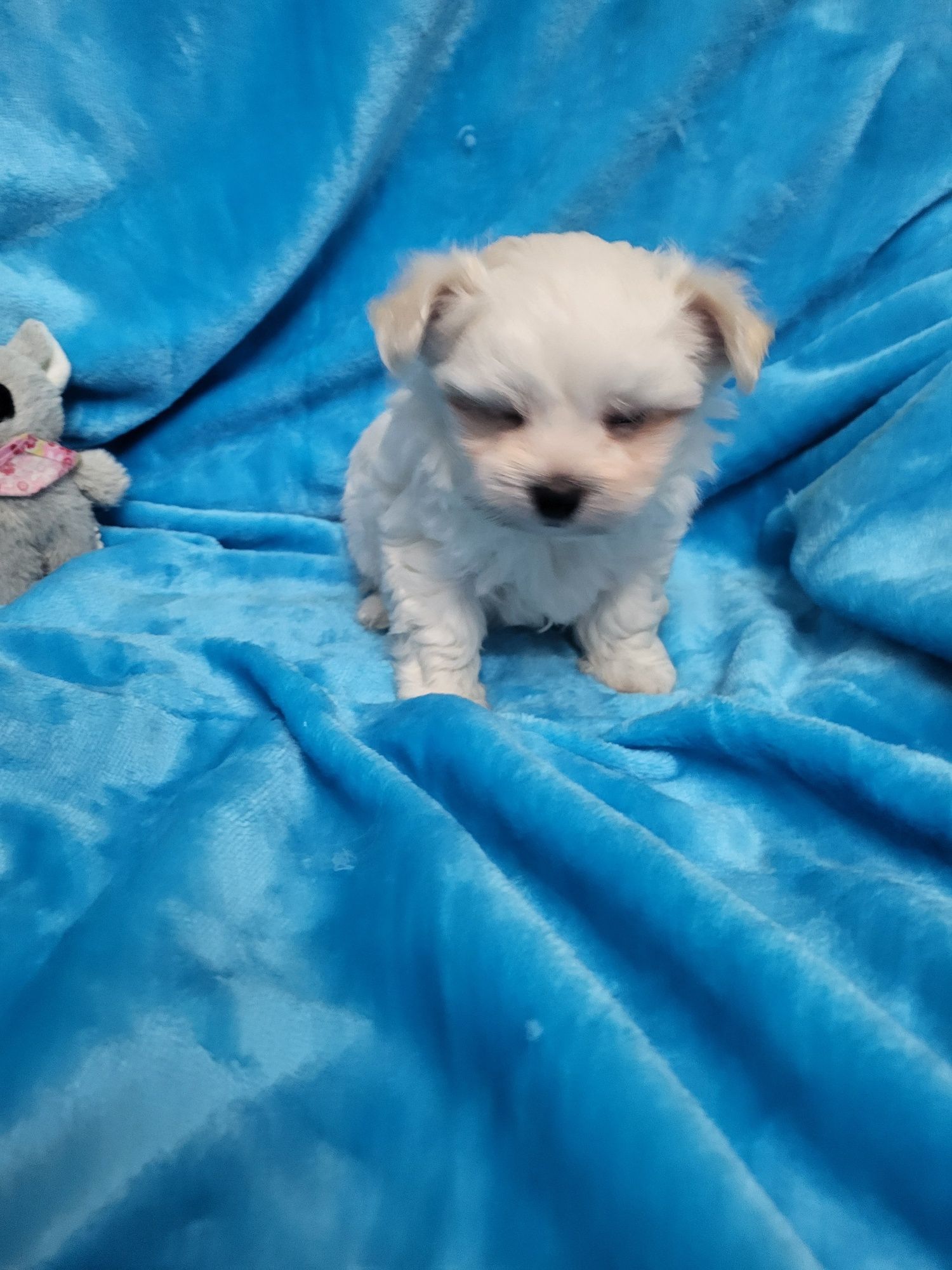 Bichon Maltês menino