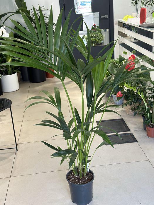 Пальма Ховея h120 см