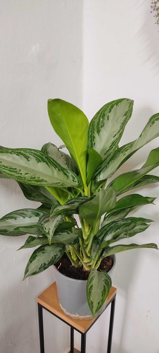 Aglaonema, średnica 20 cm