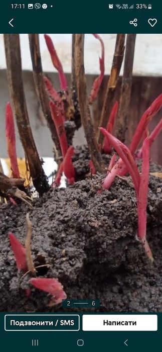 Півонія рожева  Бернар  гортензія біла велика