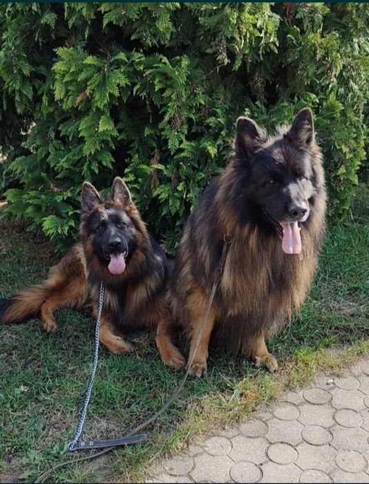 Owczarek niemiecki długowłosy szczeniaczek