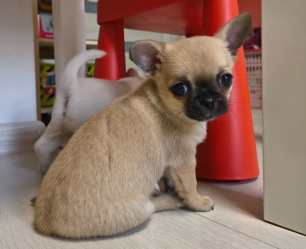 Chihuahua śliczny krótkowłosy piesek