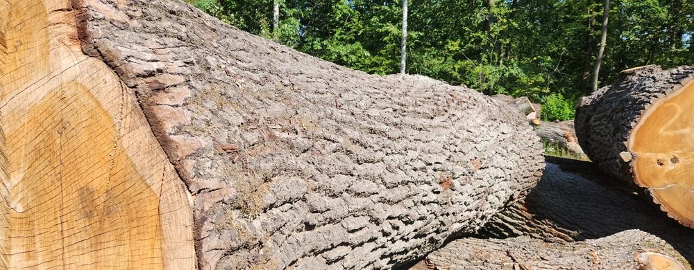 Dąb kłoda tartak kloc drewno drzewo tartaczka