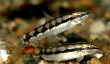 Bocja karłowata - na ślimaki w akwarium - AQUAELZOO GLIWICE