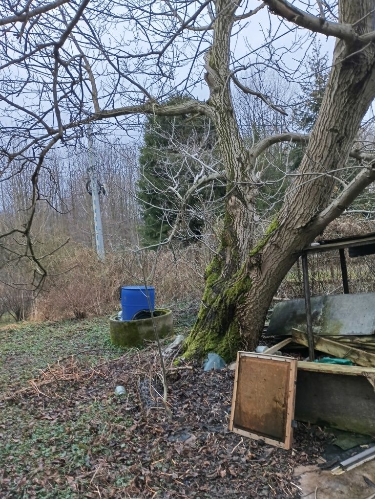 Orzech do sprzedania ścięcia cały
