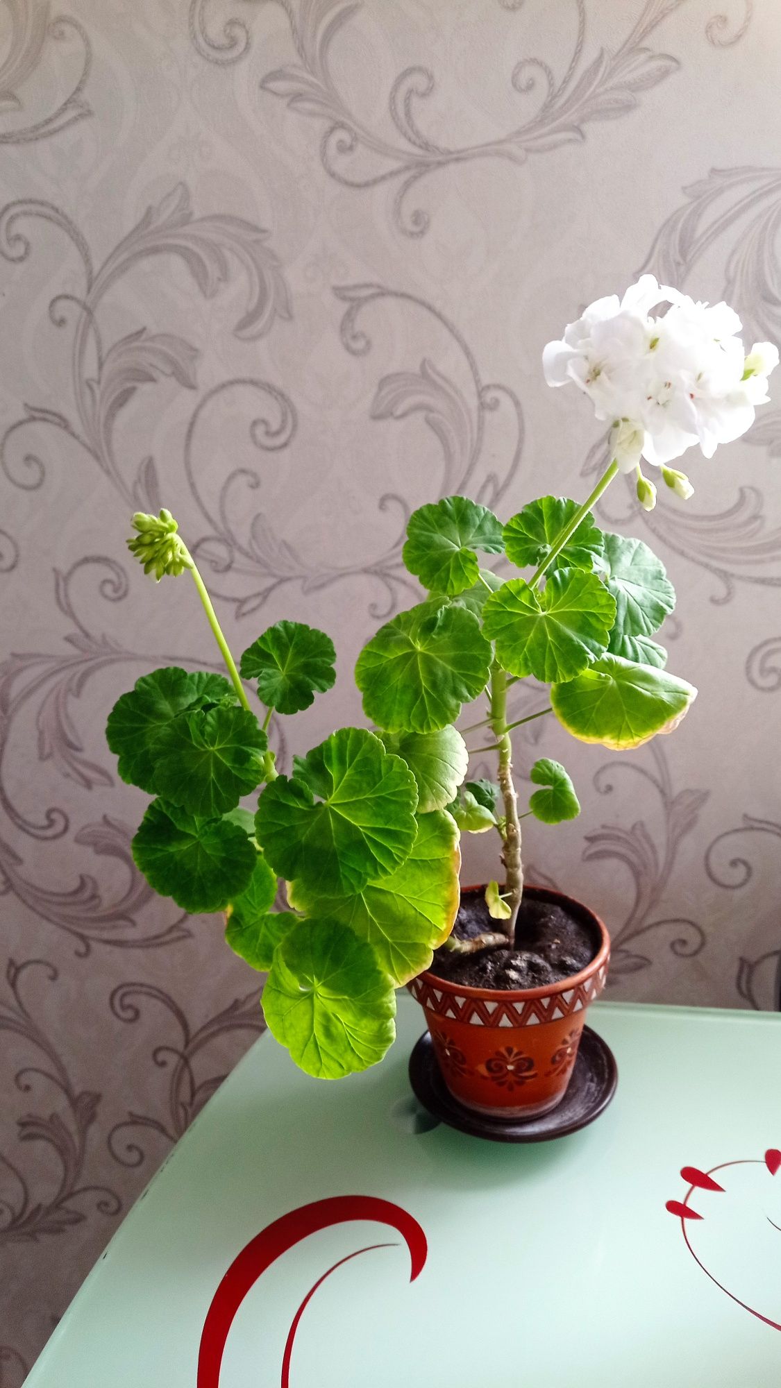 Пеларгонія біла махрова