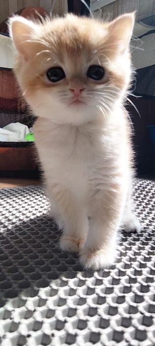 Британские золотые мальчики. Купить в Киеве в украине.Питомник.