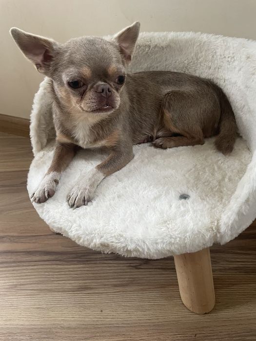 Chihuahua liliowy reproduktor