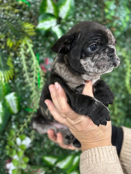 Bulldog francês macho