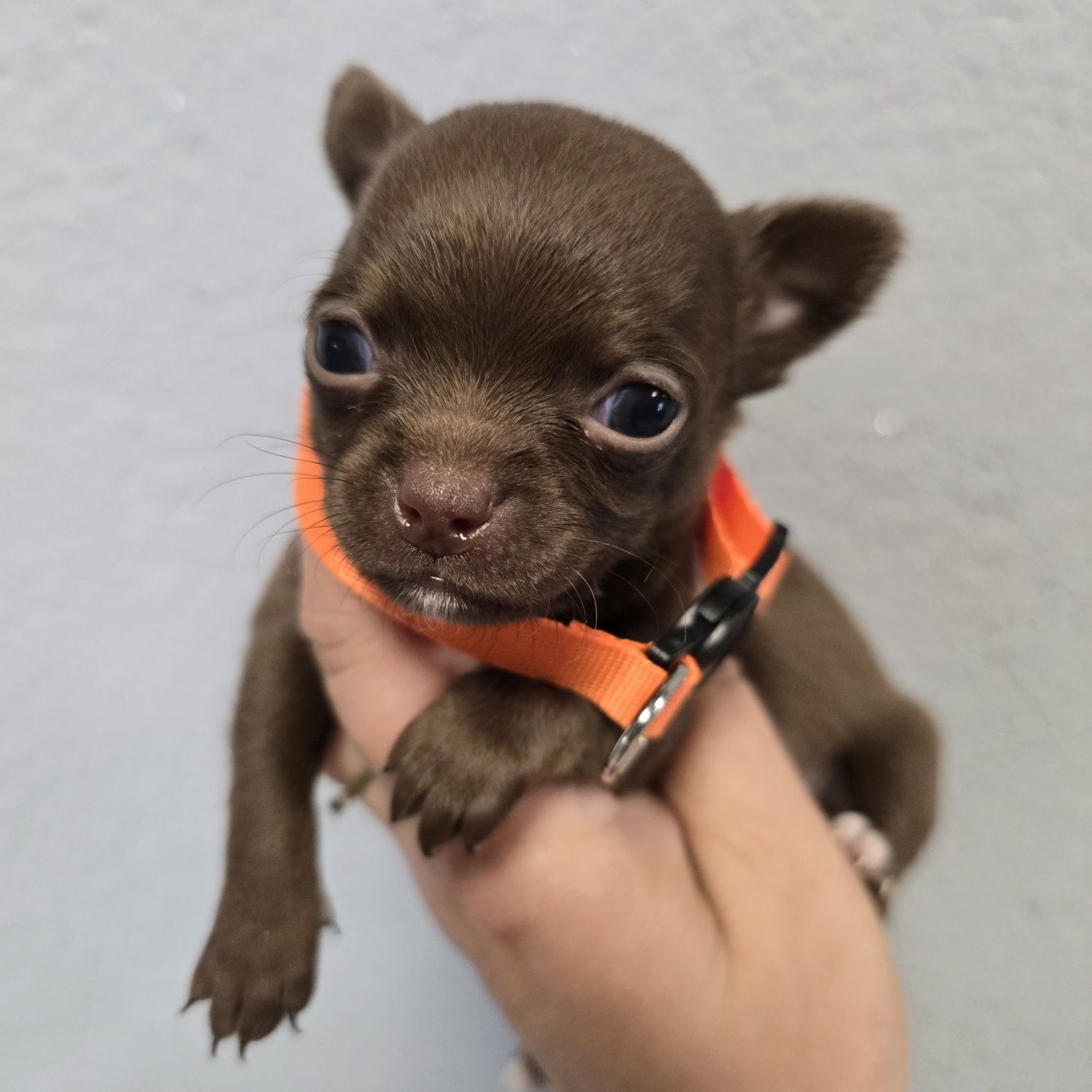 Chihuahua samiec choco czekoladowy