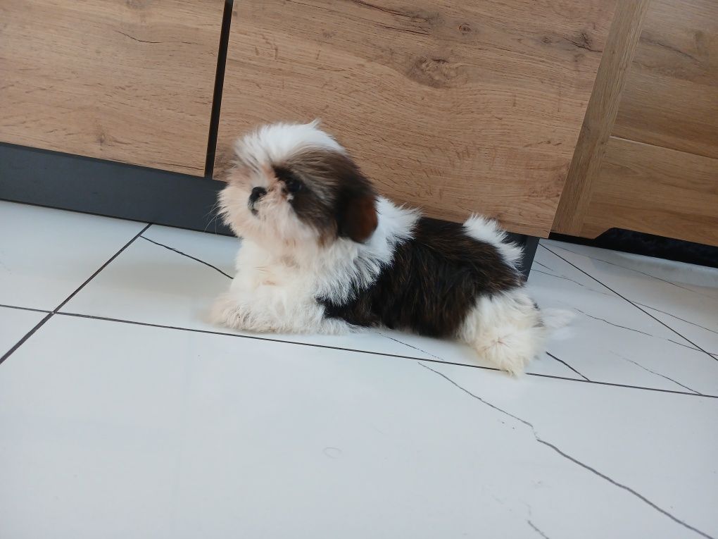 Sunia Shih-tzu z Rodowodem