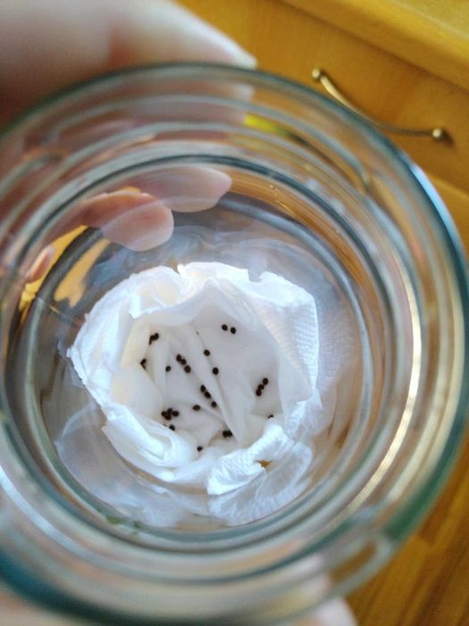 Sprzedam jaja patyczaka indyjskiego