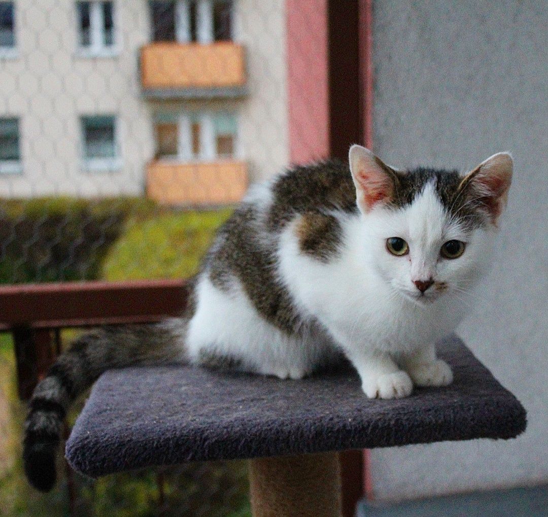 Kocięta do adopcji