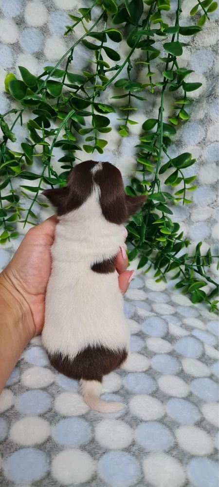 Estupendo Chihuahua de Qualidade. Linhagem Russa