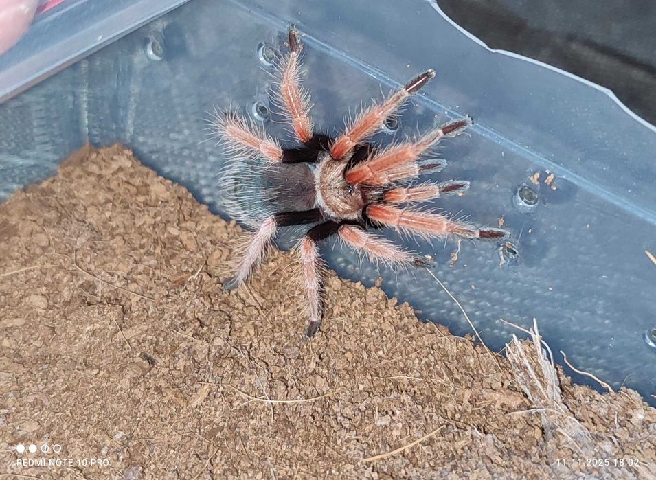 Mam do zaoferowania różne rodzaje pająków