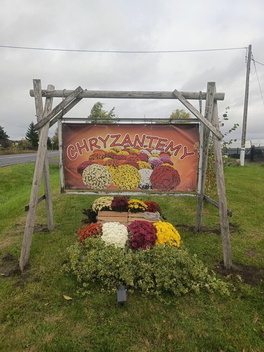 Chryzantemy drobnokwiatowe