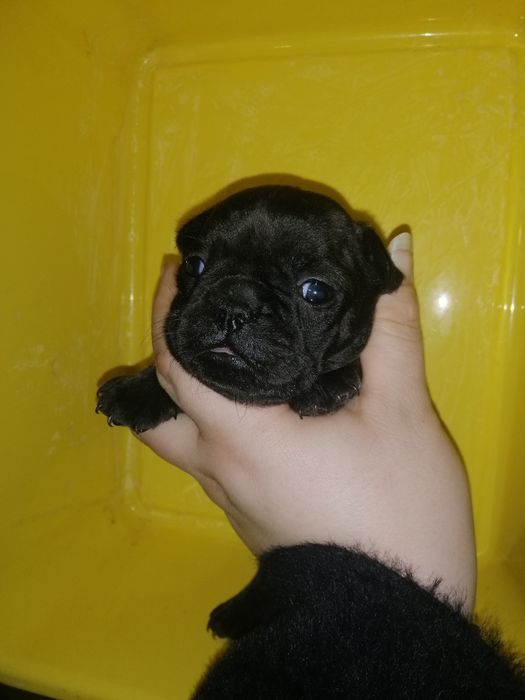 Французики Чистокровні хлопчики та дівчатка є доставка з рук в руки