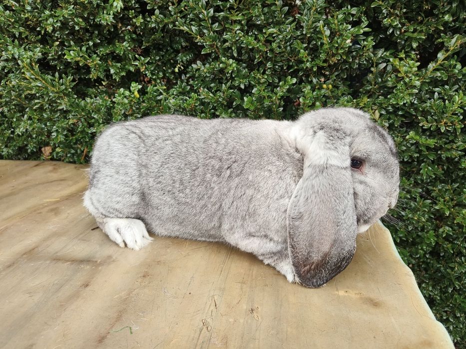 Baran Francuski Szynszylowy SAMIEC królik