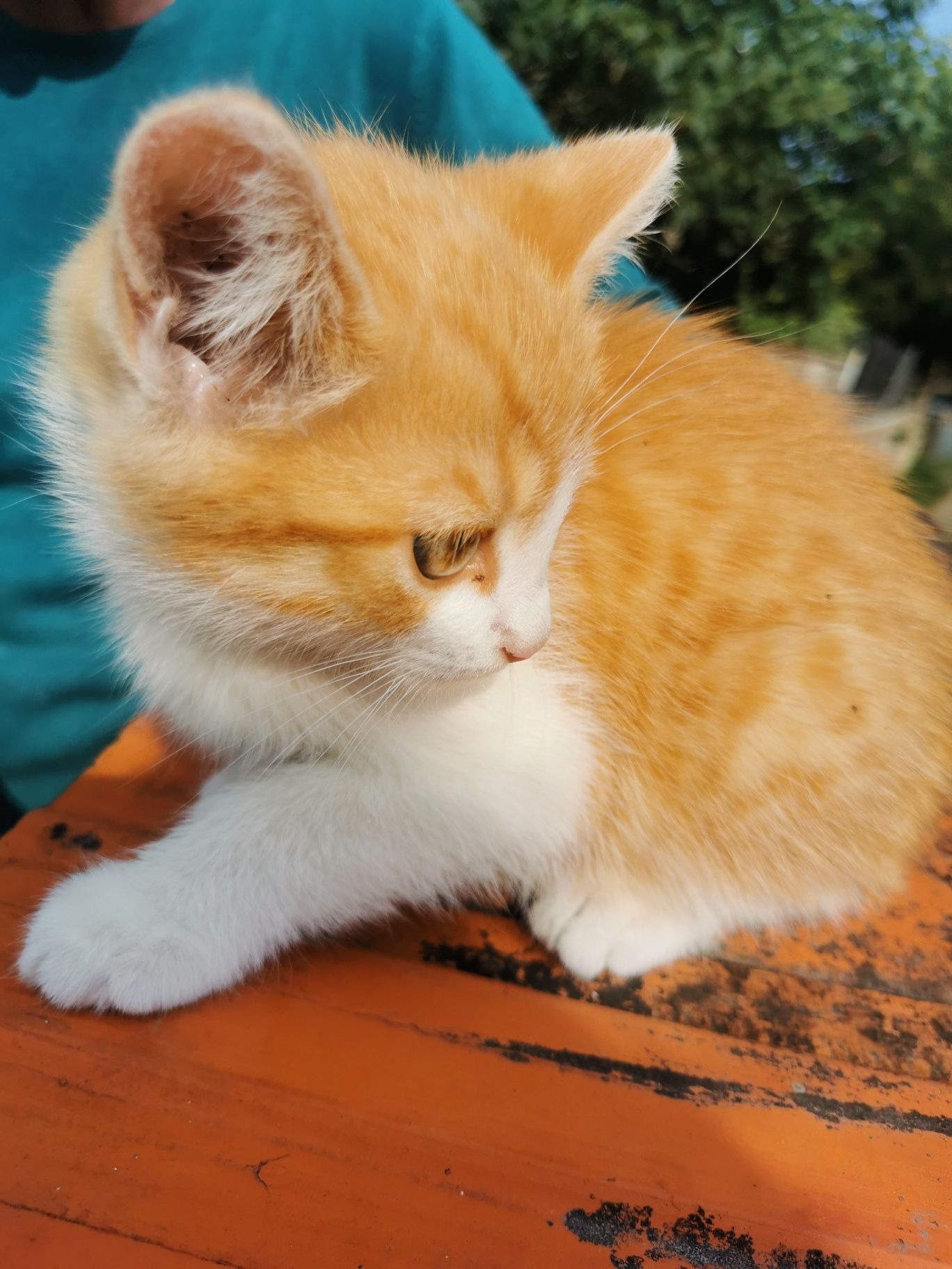Подарую кошеня хлопчик