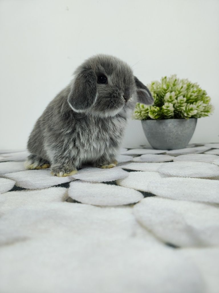 Piękne króliczki Mini Lop i Karzełek Teddy. Wolne maluszki.