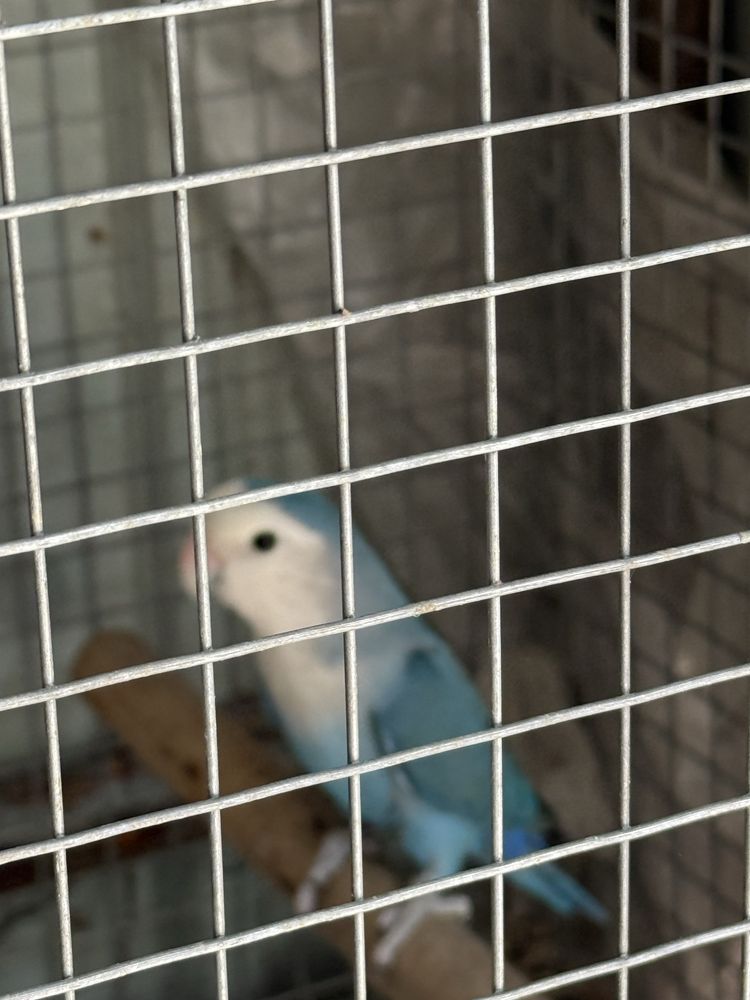 casal de agapornis 2024