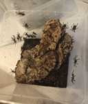 Poecilotheria metallica L2 ptasznik pająk