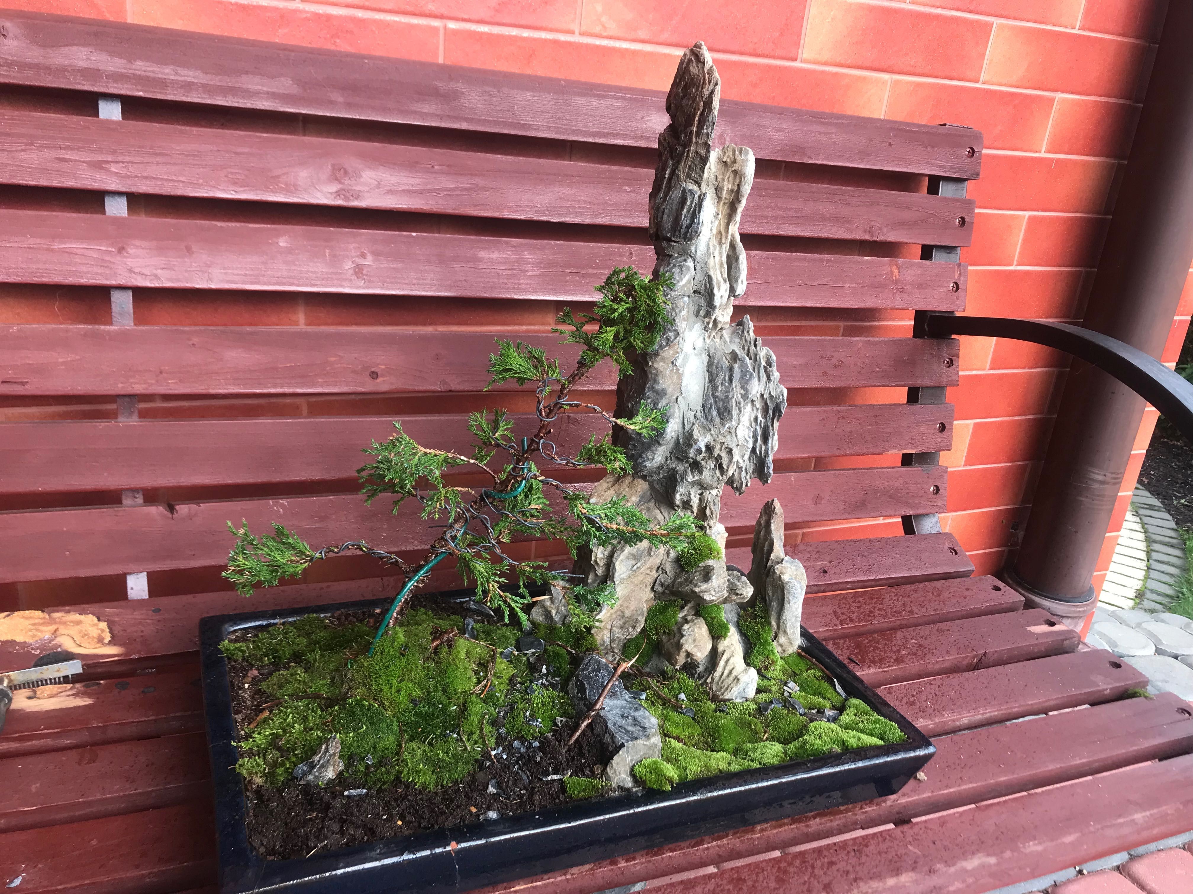 Jałowiec bonsai ze skałą