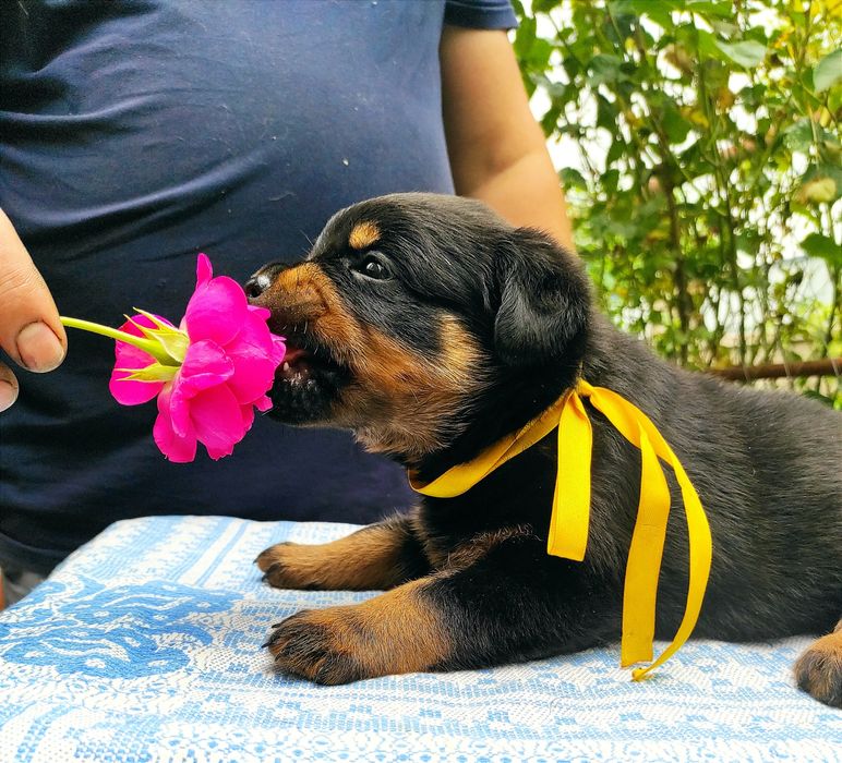 Вільні 2 хлопчики