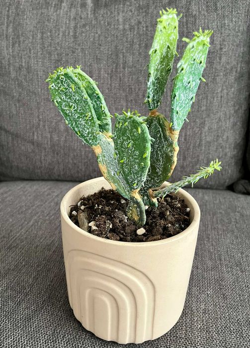 Sztuczny kaktus w doniczce roślina opuncja