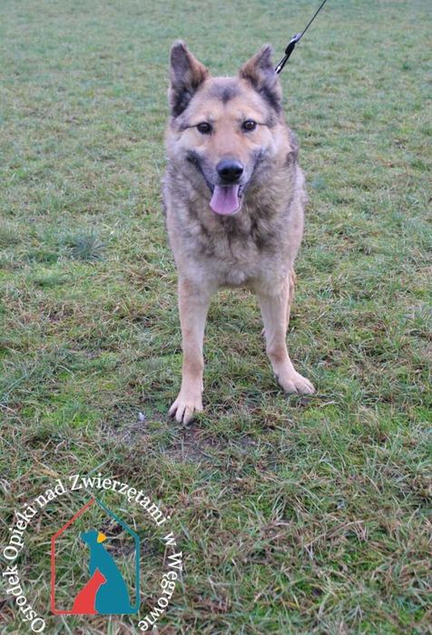 Rin-bardzo przyjazny, kochany piesek szuka domu! Adoptuj!