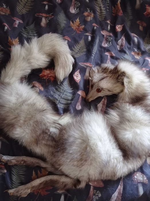 kołnierz z lisa srebrzystego / platynowego – vintage taxidermy fur