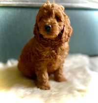 Cudowny piesek cockapoo