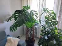 Monstera duża zadbana