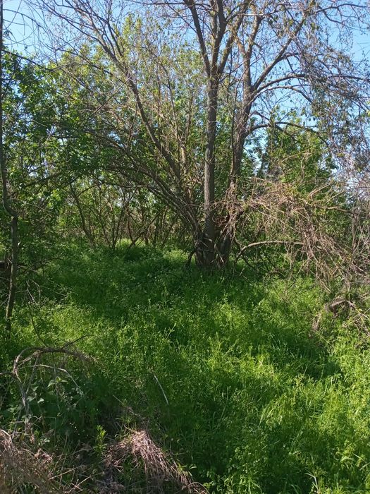 Земельна ділянка з хатиною під ремонт